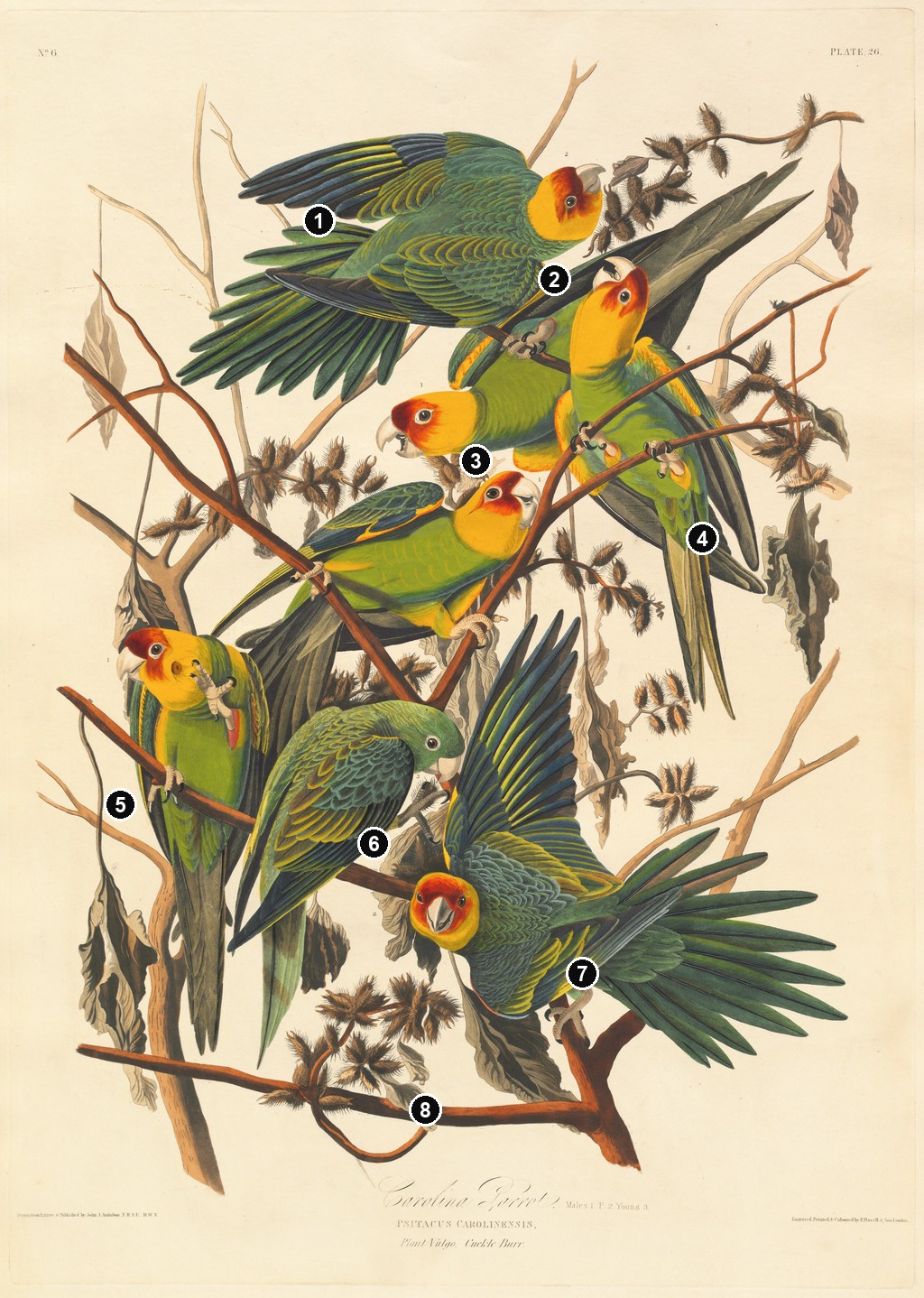 Annotated details from Carolina Parakeet by John James Audubon